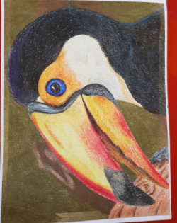 Toucan.PNG