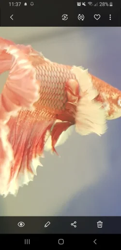 Screenshot_20200821-113748_Gallery.webp