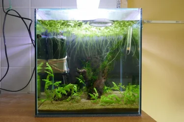 Shrimp tank.jpg Shrimp tank.jpg