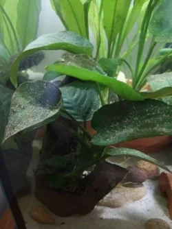 Plant.webp