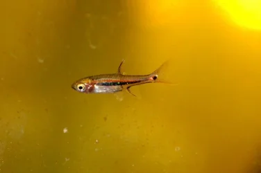 uropthalmoides1-1024x682.webp