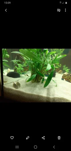 Screenshot_20200827-150918_Gallery.webp