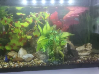 Tank1.0C.webp