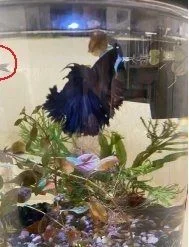 betta 1.webp betta 1.webp