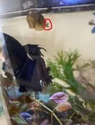 betta 2.webp betta 2.webp