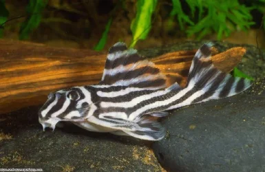 large-zebra-pleco1.webp