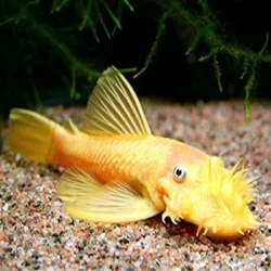 Albinobristle.webp