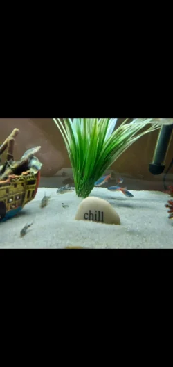 Screenshot_20200908-162002_Gallery.webp