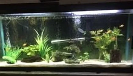 55 gallon rosy barb.webp