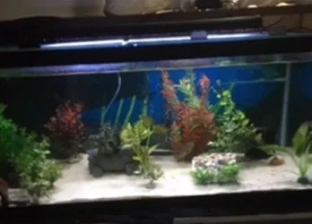90 gallon.webp