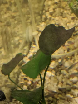 plant2.webp