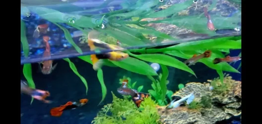Screenshot_20200915-160949_Video Player.webp