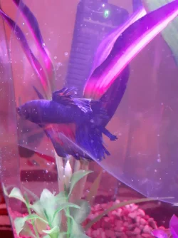Betta 09.16 Acclimating.webp
