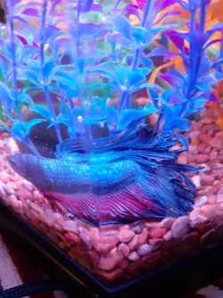 Betta 09.16 New Tank.webp