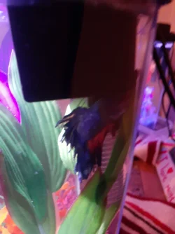 Betta 09.17 New Tank Hiding.webp