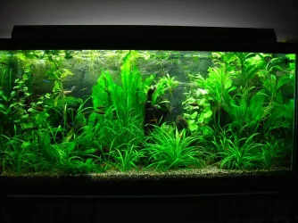 90g June 3-10.webp