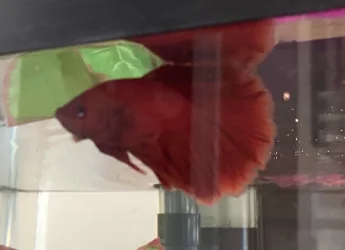 betta.webp