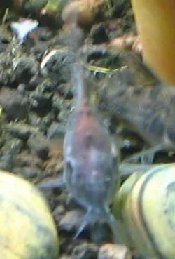 Cory cat 2.webp