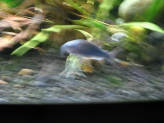 Cory cat 4.webp