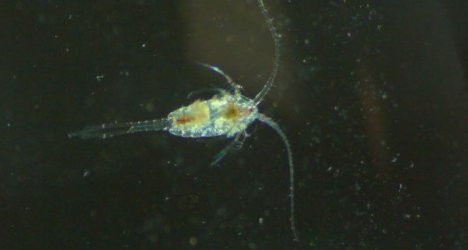 Copepod-Copepoda-02-600x321.jpg