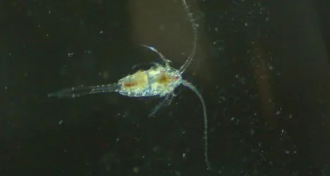 Copepod-Copepoda-02-600x321.webp