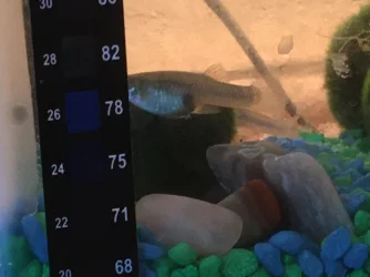 guppy 2.webp