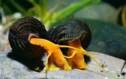 rabbit-snail.jpg