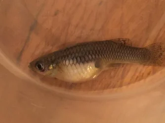 deadguppy1.webp
