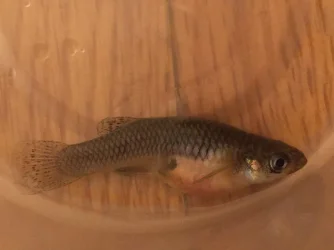 deadguppy2.webp