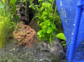 corydora hole 2.webp