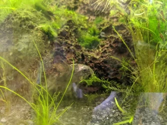 cory fungus 2.webp