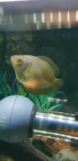 Screenshot_20201020-184231_Gallery.webp