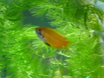 wild coloured male.jpg wild coloured male.jpg