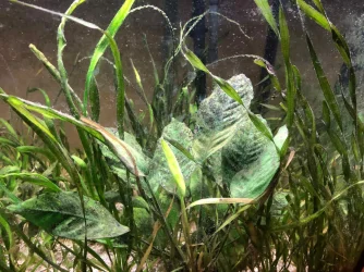 algea1_small.webp