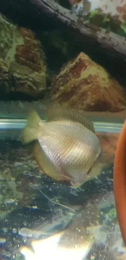 Screenshot_20201022-192406_Gallery.webp