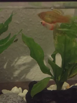 F2B87554-0B88-451B-AACA-C66EAA4F372E.webp