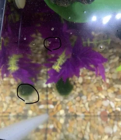 weird tank things 2.webp