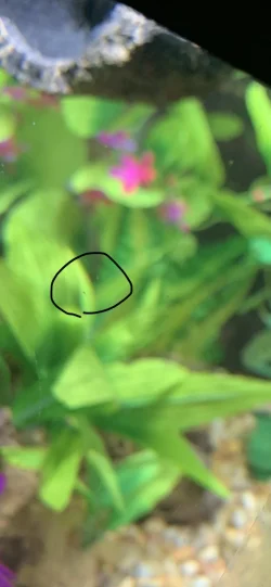 weird tank things 1.webp