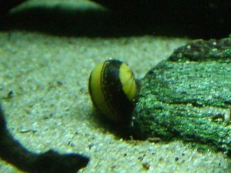 striped nerite..JPG