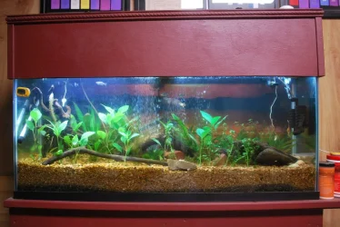 55 gallon Tank 8-15-20.jpg 55 gallon Tank 8-15-20.jpg
