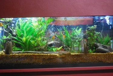 55 gallon Tank 10-26-20.jpg 55 gallon Tank 10-26-20.jpg