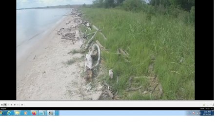 driftwood on beach of lake.jpg