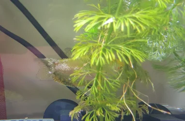weird gourami.webp