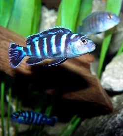 demasoni_baby_may16.webp