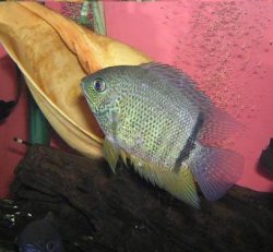 Severum.JPG