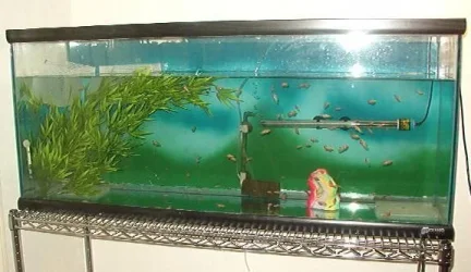 tank.webp