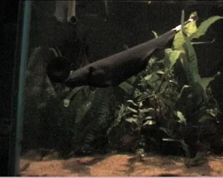 reef1_315.webp
