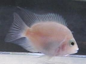 fish.JPG