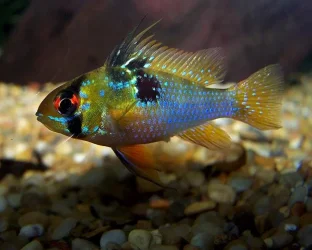 blue_ram_may_17.webp