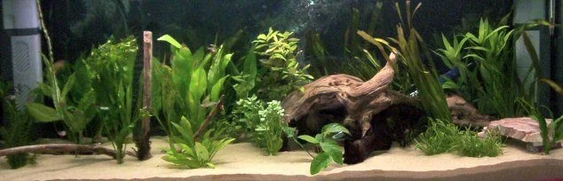 tankupdate.webp